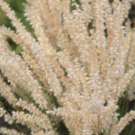 Melica ciliata - Perlgras
