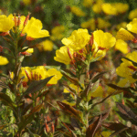 Oenothera biennis - Gewöhnliche Nachtkerze
