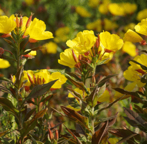 Oenothera biennis - Gewöhnliche Nachtkerze