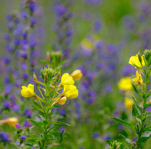 Oenothera biennis - Gewöhnliche Nachtkerze – Bild 2