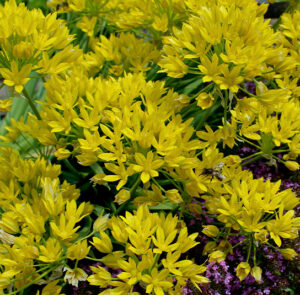 Allium moly - Gold-Lauch (im Topf) – Bild 2