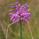Zwiebel - 5 Stk. Allium carinatum ssp. pulchellum - Kiel-Lauch, Schön-Lauch, Gekielter Lauch