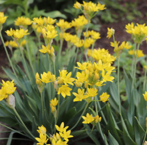 Allium moly - Gold-Lauch (im Topf)