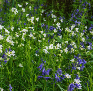 Hyacinthoides non-scripta - Garten-Hasenglöckchen (im Topf) – Bild 3