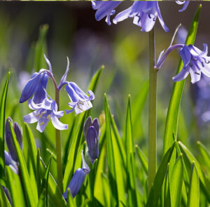 Hyacinthoides non-scripta - Garten-Hasenglöckchen (im Topf) – Bild 4