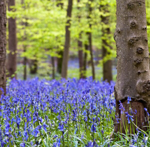 Hyacinthoides non-scripta - Garten-Hasenglöckchen (im Topf) – Bild 5