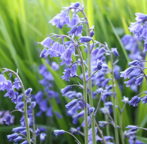 Hyacinthoides non-scripta - Garten-Hasenglöckchen (im Topf)