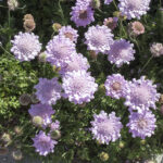 Scabiosa columbaria - Tauben-Skabiose