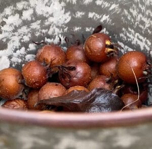 Mespilus germanica - Mispel - Wildform – Bild 3
