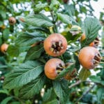 Mespilus germanica - Mispel - Wildform