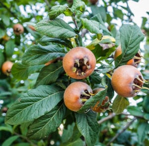 Mespilus germanica - Mispel - Wildform