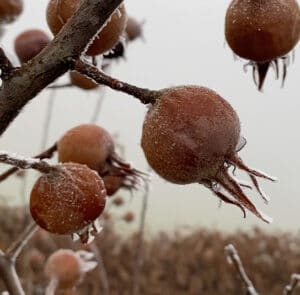 Mespilus germanica - Mispel - Wildform – Bild 5