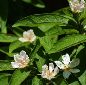 Mespilus germanica - Mispel - Wildform – Bild 2