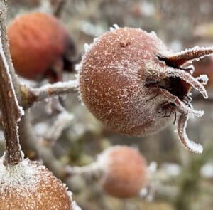 Mespilus germanica - Mispel - Wildform – Bild 4