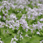 Lunaria rediviva - Ausdauerndes Silberblatt