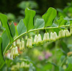 Polygonatum multiflorum - Vielblütiges Salomonssiegel, V. Weißwurz – Bild 4