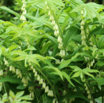 Polygonatum multiflorum - Vielblütiges Salomonssiegel, V. Weißwurz – Bild 3