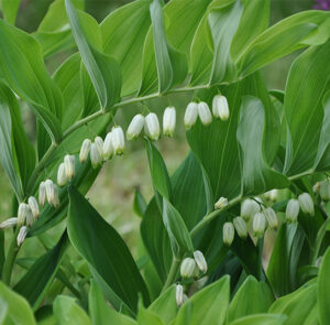Polygonatum multiflorum - Vielblütiges Salomonssiegel, V. Weißwurz