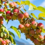 Malus sylvestris - Heimischer Wildapfel
