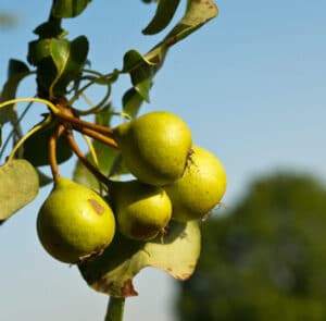 Pyrus pyraster Heimische Wildbirne Nordischer Garten Shop
