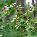 Ribes alpinum - Alpen-Johannisbeere