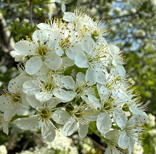 Steinweichsel3
