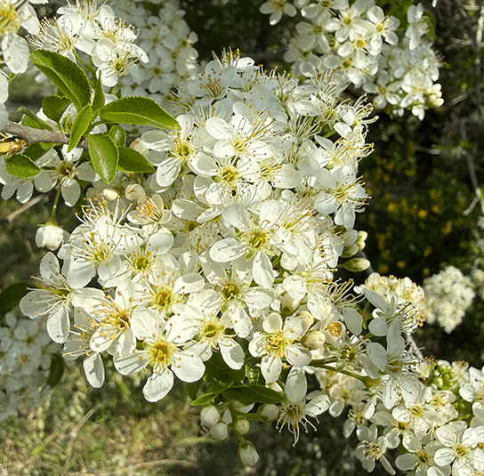 Steinweichsel4