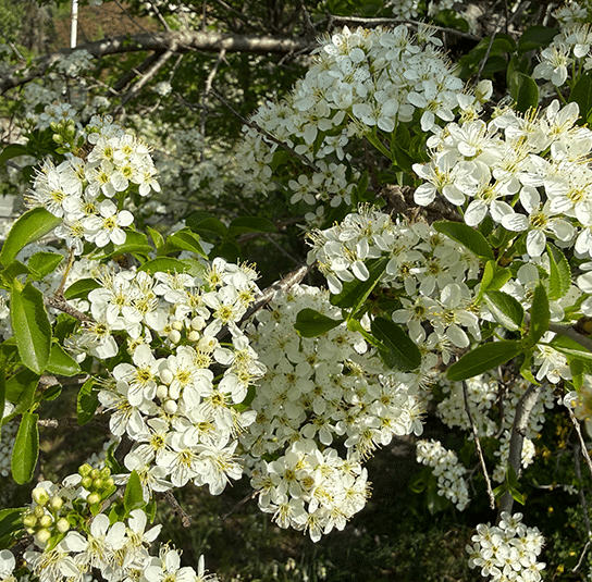Steinweichsel5