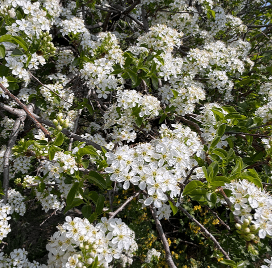 Steinweichsel7