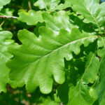 Quercus robur - Stieleiche