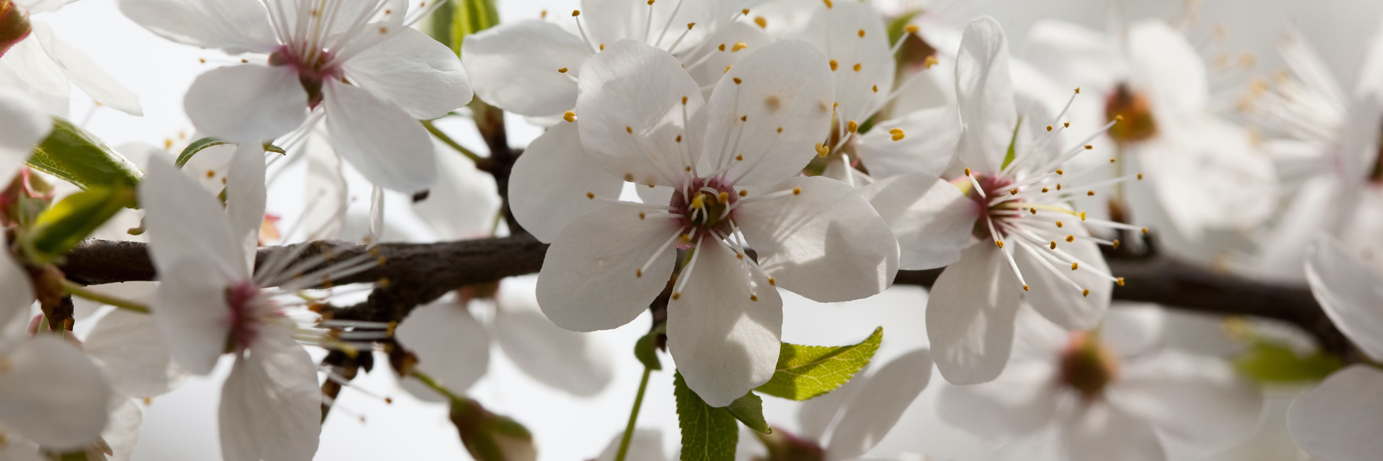 Heimische Bäume