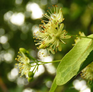 Tilia cordata - Winterlinde – Bild 2