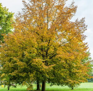 Tilia cordata - Winterlinde