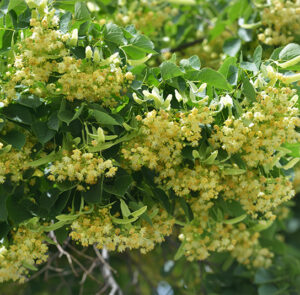 Tilia cordata - Winterlinde – Bild 3