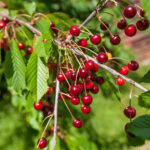 Prunus avium - Vogelkirsche