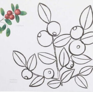 Naturmalbuch – Bild 5