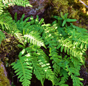 Polypodium vulgare - Tüpfelfarn – Bild 2