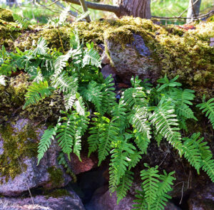 Polypodium vulgare - Tüpfelfarn – Bild 4