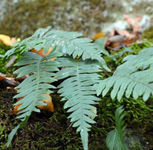 Polypodium vulgare - Tüpfelfarn – Bild 3