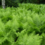 Athyrium filix-femina - Wald-Frauenfarn