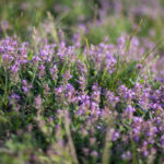 Thymus vulgaris ´Compactus` - Kompakter Gartenthymian