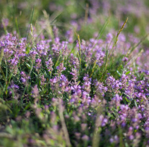 Echter Thymian (Thymus Vulgaris) - Ca. 1000 Samen - Aromatisch & Heilkräftig