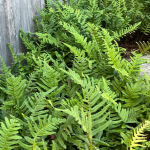 Polypodium vulgare  Tpfelfarn  Nordischer Garten Shop