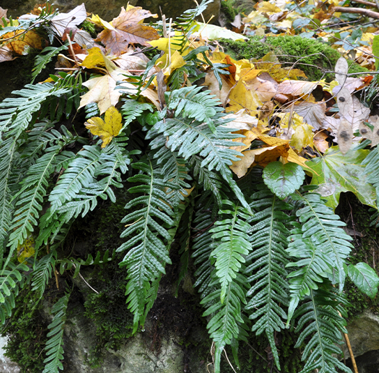 Blechnum spicant  Rippenfarn  Nordischer Garten Shop