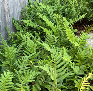 Polypodium vulgare - Tüpfelfarn