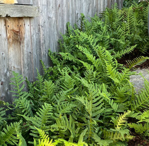 Polypodium vulgare - Tüpfelfarn – Bild 7
