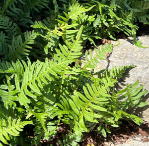 Polypodium vulgare - Tüpfelfarn – Bild 8