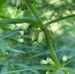 Polygonatum verticillatum - Quirlblättrige Weißwurz, Salomonsiegel – Bild 2
