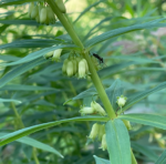 Polygonatum verticillatum - Quirlblättrige Weißwurz, Salomonsiegel – Bild 4