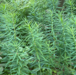 Polygonatum verticillatum - Quirlblättrige Weißwurz, Salomonsiegel – Bild 5